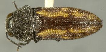 Media type: image;   Entomology 24423 Aspect: habitus dorsal view